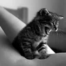 filemon_112